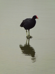 Gallinula galeata