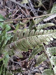 Dryopteris championii