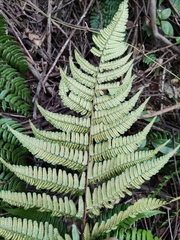 Dryopteris championii