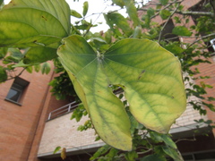 Bauhinia