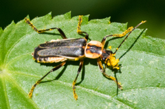 Chauliognathus obscurus