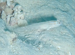 Ctenogobiops mitodes