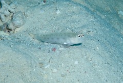 Ctenogobiops mitodes