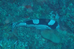Plectorhinchus pica