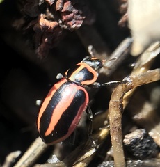 Paranaemia vittigera