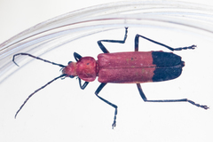 Chauliognathus lecontei