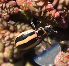 Paranaemia vittigera