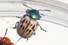 Leptinotarsa lineolata