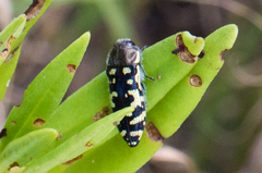 Acmaeodera solitaria