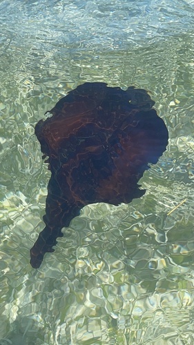 Atlantic Black Seahare