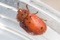 Chelymorpha phytophagica