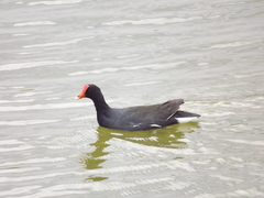 Gallinula galeata