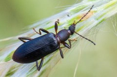 Statira