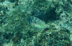 Halichoeres margaritaceus