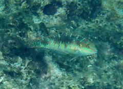 Halichoeres margaritaceus