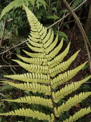 Dryopteris championii