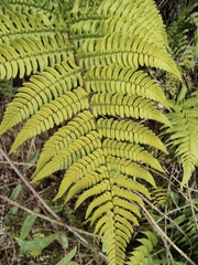 Dryopteris championii