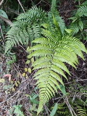 Dryopteris championii