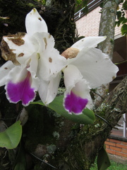 Cattleya