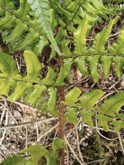 Dryopteris championii