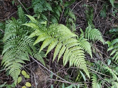 Dryopteris championii