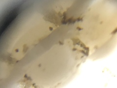 Epitonium humphreysii