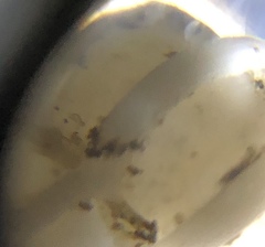 Epitonium humphreysii