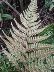 Dryopteris championii