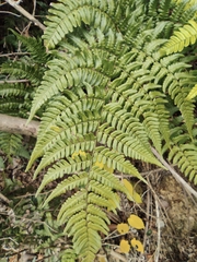 Dryopteris championii