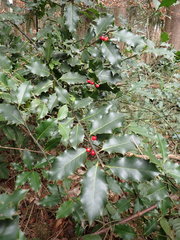 Ilex aquifolium