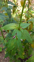 Agastache mexicana