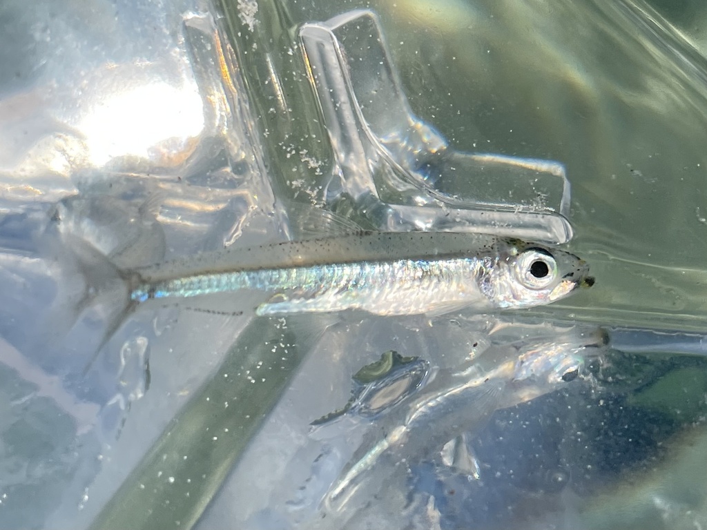 Dwarf herring (Jenkinsia stolifera) — Clupeidae