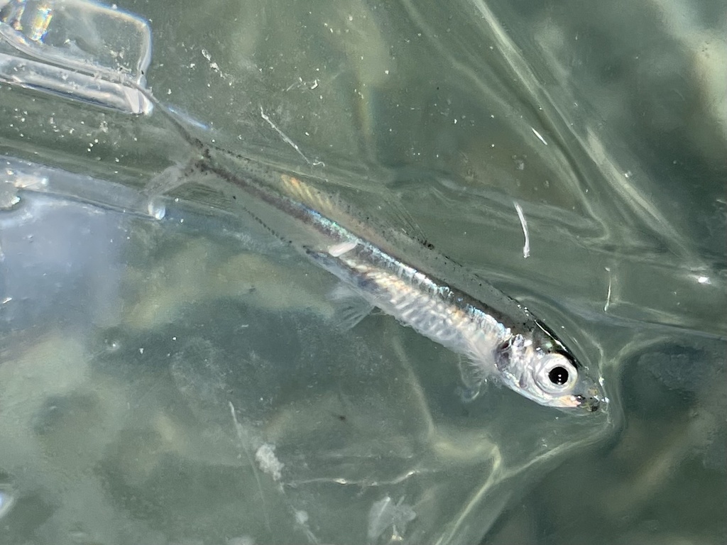 Florida Round Herring