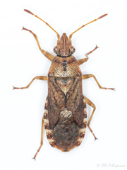 Orsillus depressus