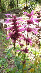 Agastache mexicana