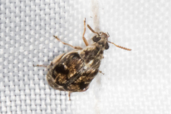 Algarobius prosopis
