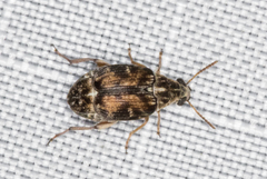 Algarobius prosopis