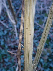 Xylocleptes bispinus