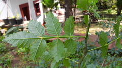 Bursera linanoe