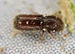 Xylocleptes bispinus