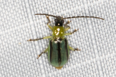 Diabrotica longicornis