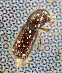 Xylocleptes bispinus