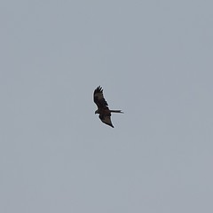 Milvus milvus