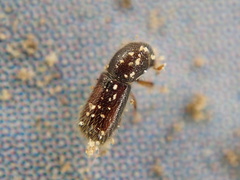 Xylocleptes bispinus