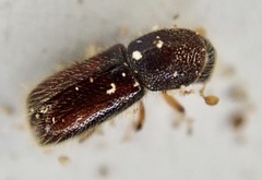 Xylocleptes bispinus