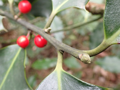 Ilex aquifolium