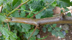 Bursera linanoe