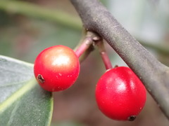 Ilex aquifolium