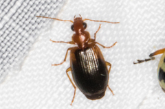 Lebia scapula