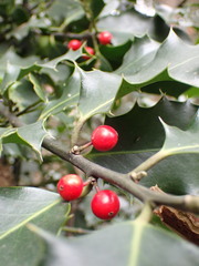 Ilex aquifolium